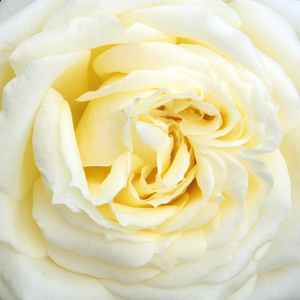 Buy Roses Online - Yellow - climber rose - intensive fragrance -  Elfe® - Mathias Tantau, Jr. - -